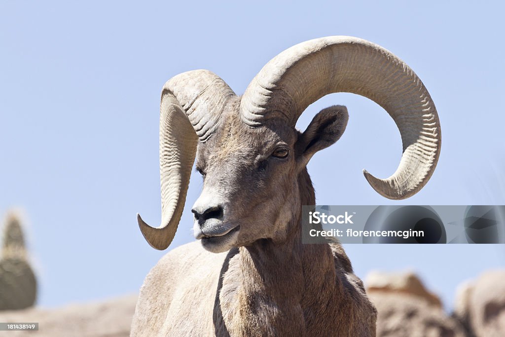 Pecora dalle grandi corna in Arizona - Foto stock royalty-free di Animale selvatico