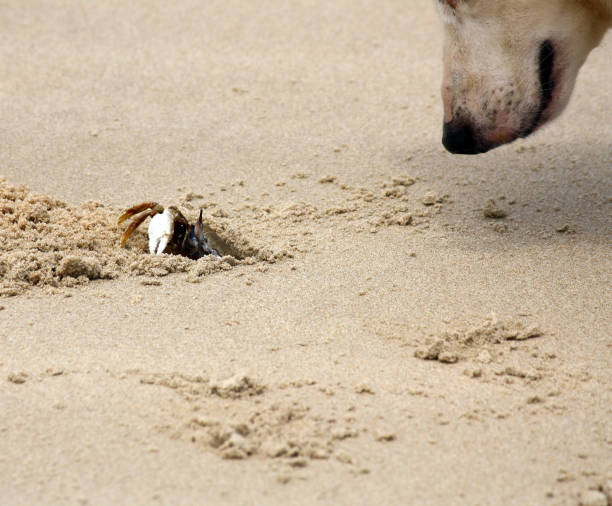 istock Horned ghost crab (Ocypode ceratophthalmus) face-to-face with a dog : (pix Sanjiv Shukla) 1814389523