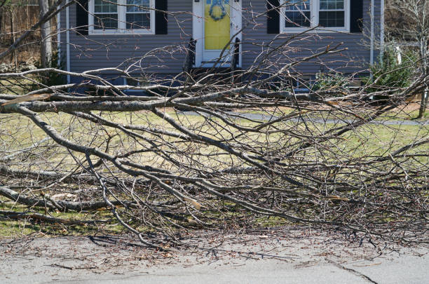 istock fallen tree after storm in front of the house 1814391053