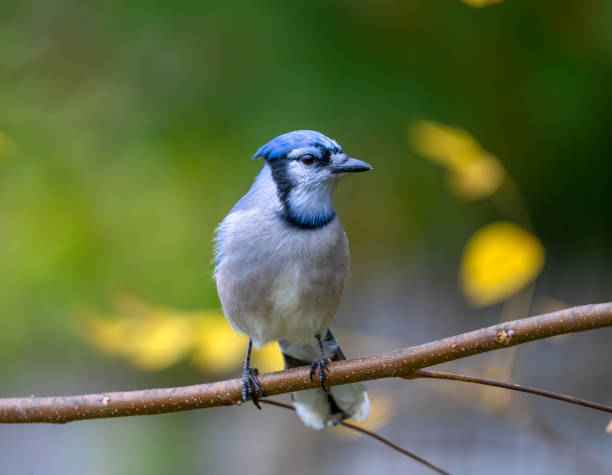 istock blue jay standing on the tree branch in autumn 1814393114