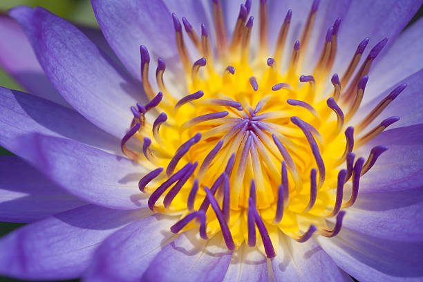 istock Purple water lily 181439431