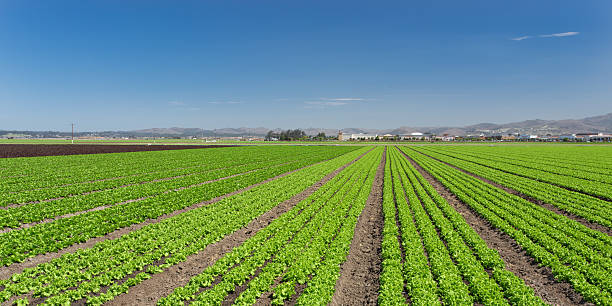 salade champ panorama - california panoramic crop field photos et images de collection