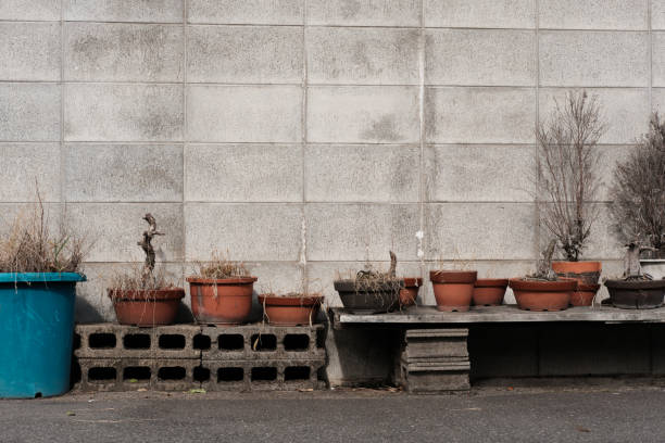 コンクリートブロック塀沿いにテラコッタの鉢植えに並んだ枯れ植物の列