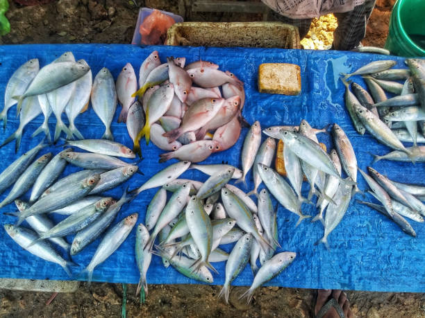 istock Rows of several types of fish arranged on a blue table at the fish market. 1814413054