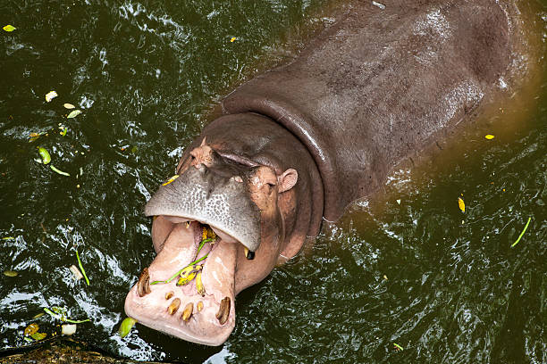 istock Hippopotamus open mouth in water 181441465