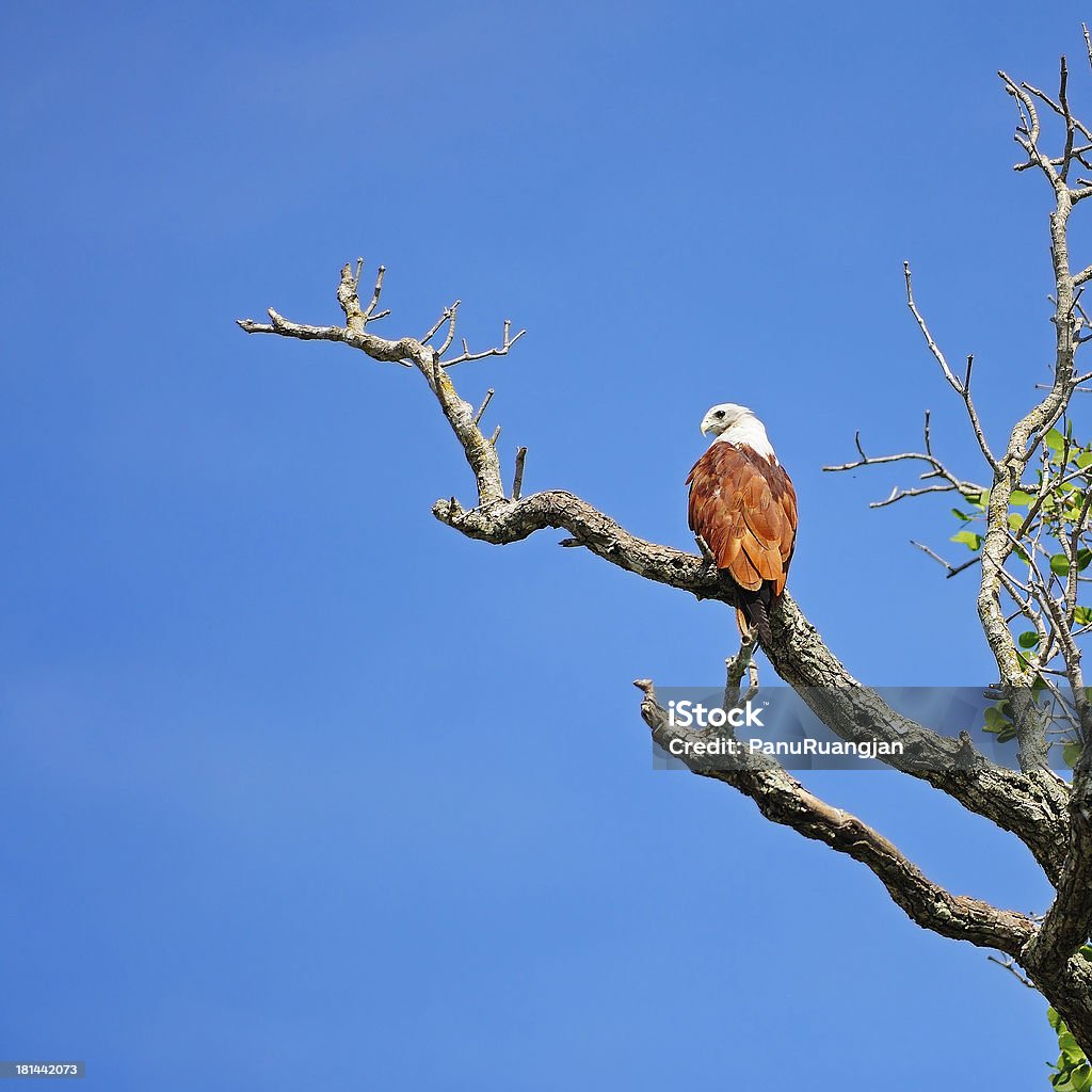 Brahminy Kite Brahminy Kite (Haliastur indus), standing on a branch with sky background Animal Stock Photo