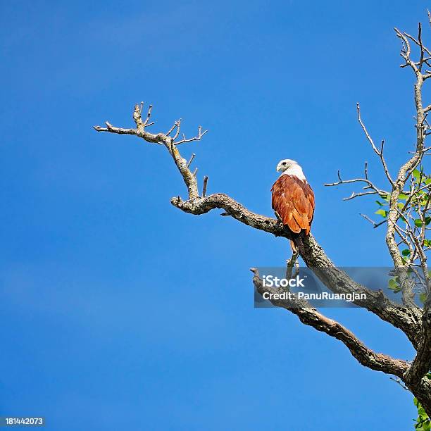 Brahminy Kite Stock Photo - Download Image Now - Animal, Animal Body Part, Animal Eye