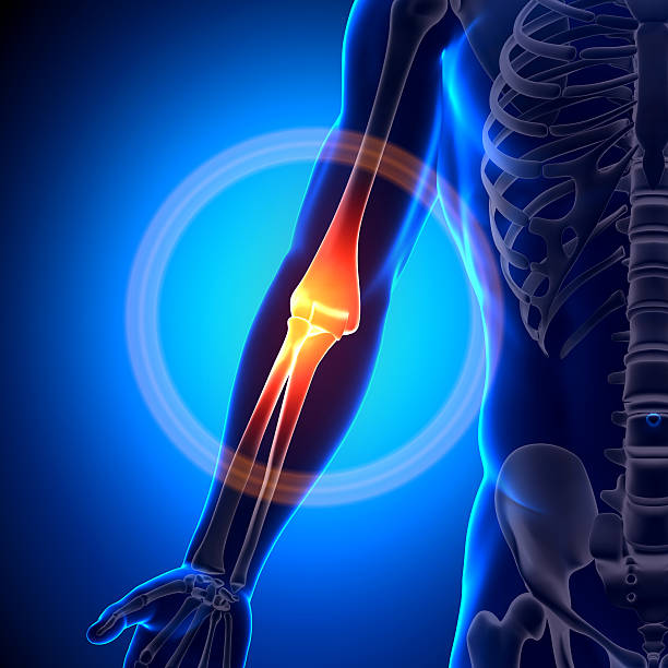 istock Ulna - Anatomy Bones 181442353