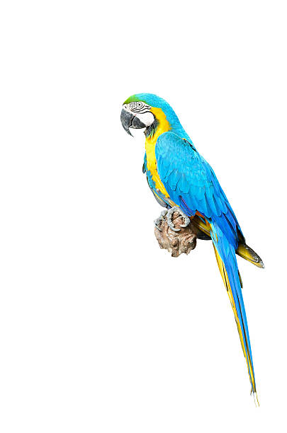 istock Blue and Gold Macaw isolated 181442653