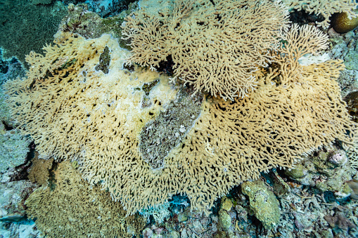 Next to Tayandu Island there are Karangs, shallow areas that reach a few meters below the surface. They are full of life. Table Acropora exceeded three metres in size here, reaching up to four metres.\nThis colony was badly damaged. Damage happens often by mix of storms, earthquakes and destructive fishing practices. \nThis colony has a good overgrowth of dead portions, a high lesion repair. The white edges are the growth zones.\nIn 2023, when this photo was taken, the stress resistance, recovery, and overall reef health and resilience potentials of this coral community were all high.\nKarang Huisman, Tayandu Island, Indonesia, \n5°28'41.72 S 132°13'21.31 E at 11m depth