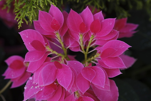 hydrangea flower