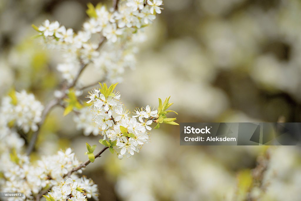 Blossoming hawthorn bushes Blossoming hawthorn bushes over blue summer sky Blossom Stock Photo
