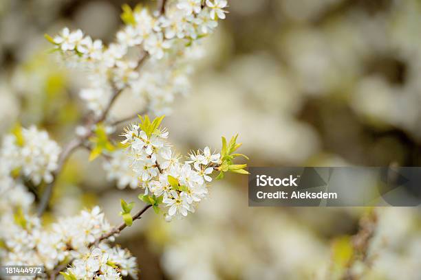 Blossoming Hawthorn Bushes Stock Photo - Download Image Now - Blossom, Branch - Plant Part, Bush