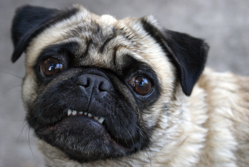 A pug shows her teeth for the camera in this comical pose.