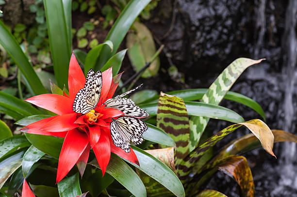 borboleta - ästhetisch imagens e fotografias de stock