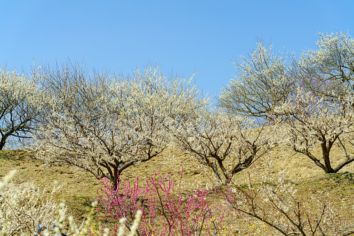 Plum blossoms blooming in Japan