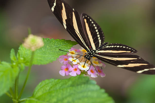 borboleta - ästhetisch imagens e fotografias de stock