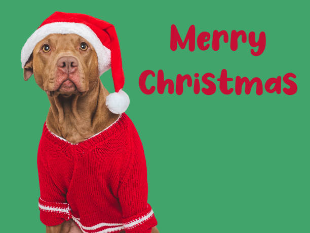 merry christmas. lovable dog and santa claus hat - 15855 imagens e fotografias de stock