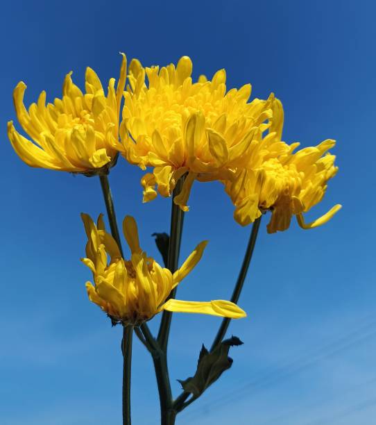Chrysanthemum morifolium against a blue sky background looks beautiful on a summer day