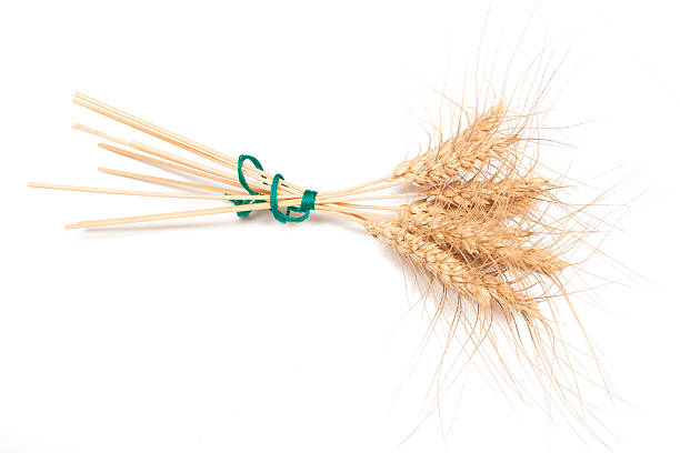 istock Ears of rye 181448096
