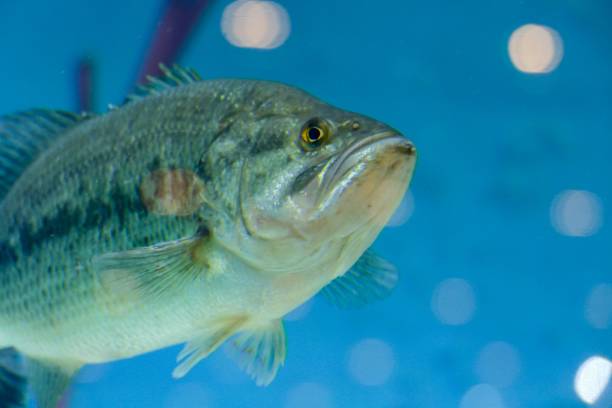 istock fish in aquarium, digital photo picture as a background 1814486849