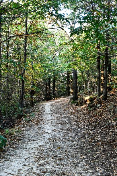 istock path in the forest, digital photo picture as a background 1814487033