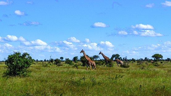 African Giraffe moving across the open plains.