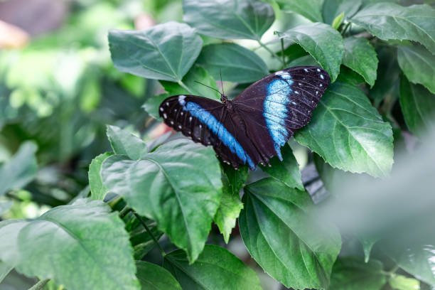 istock Papilio palinurus, also known as the emerald swallowtail, emerald peacock, or green-banded peacock 1814494807