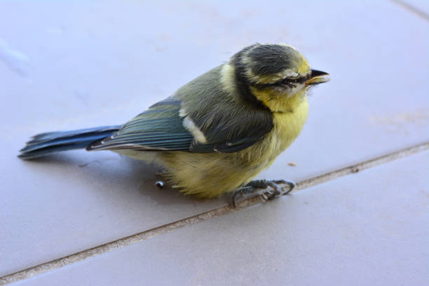 istock little bird sitting on the floor close up 1814497177