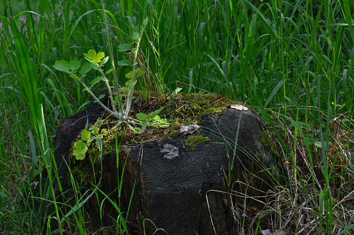 tree stump in shadow with moss and green plant on it