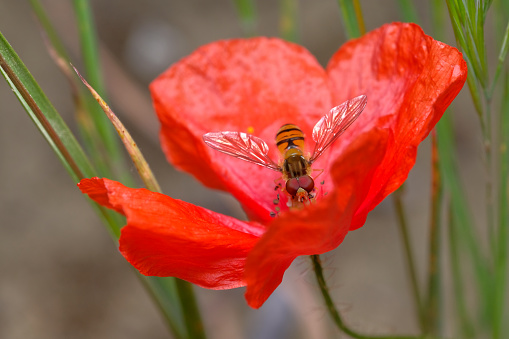 Hoverfly over poppy flower