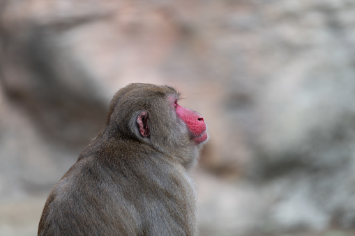 Japanese macaque staring