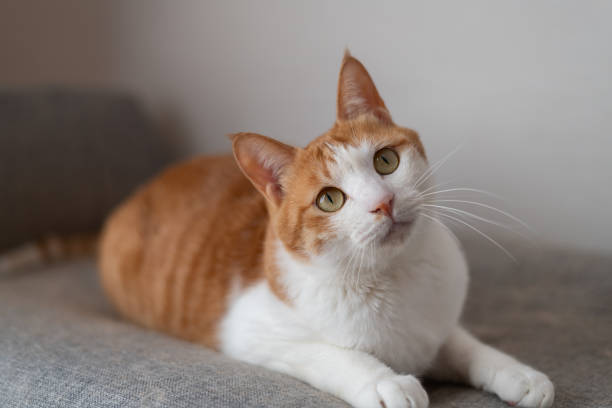 cute cat - dierenhaar fotos stockfoto's en -beelden