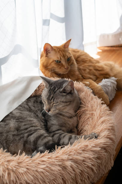 istock Two cats relaxing by the window 1814510222