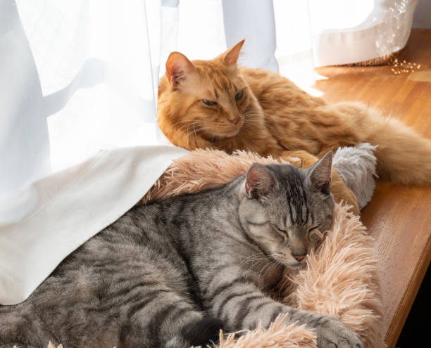 istock Two cats relaxing by the window 1814510240