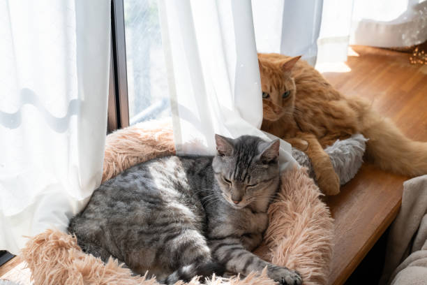 istock Two cats relaxing by the window 1814510760