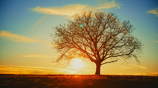 Embrace the tranquil beauty of nature,A silhouette of a bare tree stands against a vibrant orange sky during a breathtaking sunset,casting a peaceful scene over the grassy field