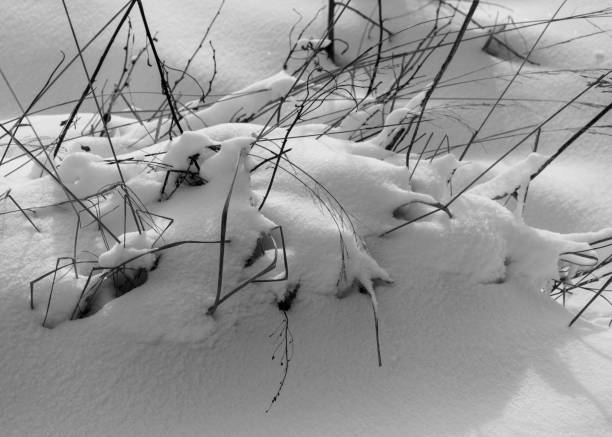 istock abstract snow texture, snow and frozen grass, shadows on the snow 1814521817