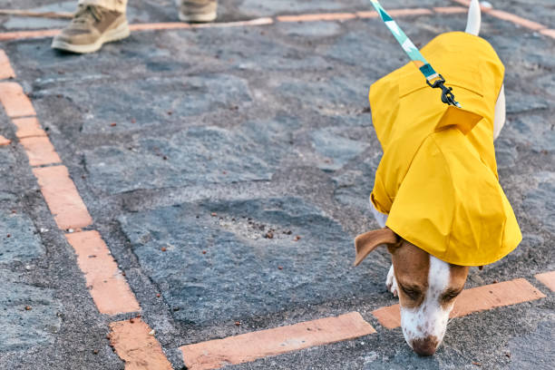 Cute Jack Russell Terrier dressed in a yellow raincoat taking a walk with its owner on a spring or autumn day.