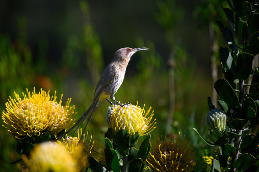 Cape Sugarbird perched on a pincushion protea.in Kirstenbosch Botanical Gardens