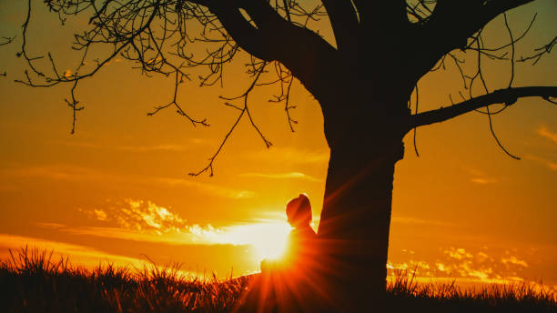 istock Bright sunlight streaming through solitude pregnant woman while leaning on bare tree against sky during sunset 1814532232