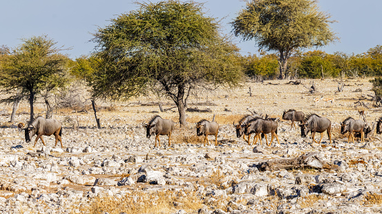 A herd of blue wildebeest (Connochaetes taurinus) passing by, Etosha National Park, Namibia.  Horizontal.