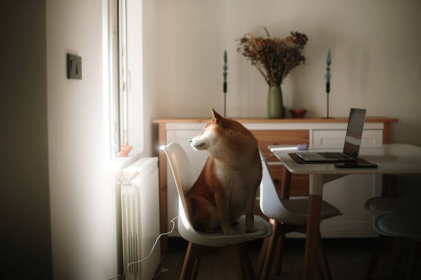 istock Shiba Inu dog looking through window 1814544291