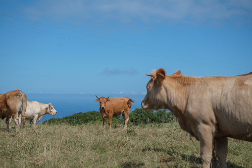 Azorean cow in nature with blue sky