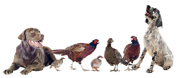 istock game birds and hunting dogs 181455938