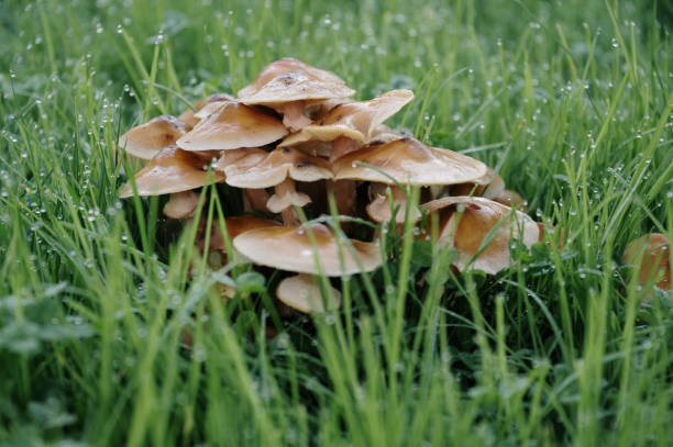 Honey fungus armillaria ostoyae in forest
