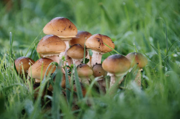 istock Armillaria Mellea fungi 1814568375