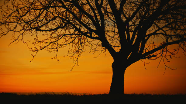 Free Stock Photo of Silhouetted tree against a sunset sky | Download ...