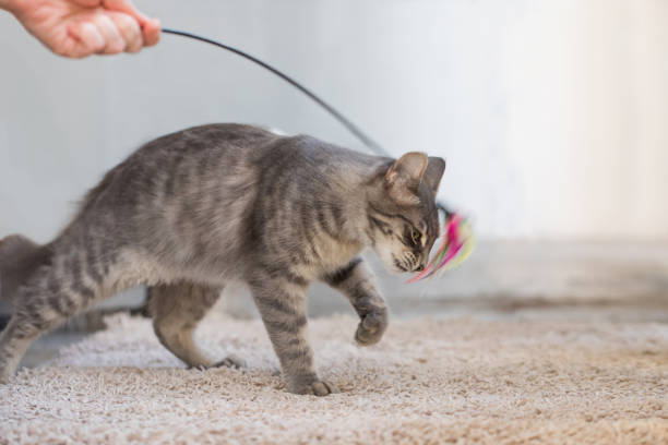 istock Curious young cat playing indoor with his owner at home 1814570556