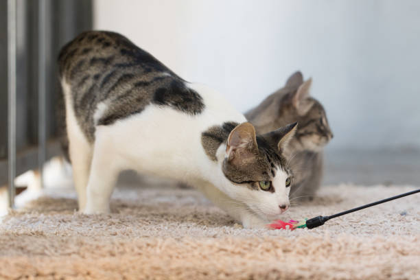istock Animal pet cat playing with toy at home 1814570563